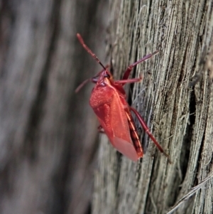 Pentatomidae (family) at Holt, ACT - 1 May 2021 04:27 PM