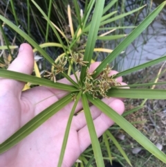 Cyperus involucratus (Umbrella Sedge) at Phillip, ACT - 5 May 2021 by Tapirlord