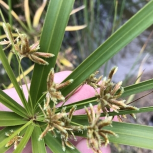 Cyperus involucratus at Phillip, ACT - 5 May 2021