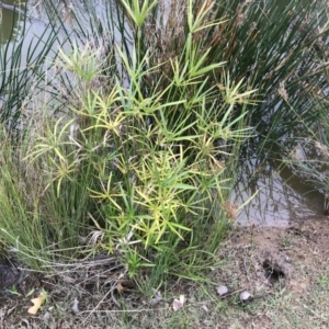 Cyperus involucratus at Phillip, ACT - 5 May 2021 04:00 PM