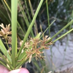 Cyperus involucratus at Phillip, ACT - 5 May 2021 04:00 PM