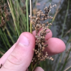 Juncus (genus) (A Rush) at Phillip, ACT - 5 May 2021 by Tapirlord
