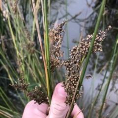 Juncus sp. at Phillip, ACT - 5 May 2021 04:00 PM