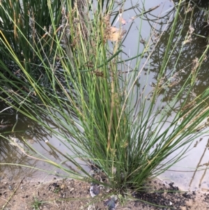 Juncus sp. at Phillip, ACT - 5 May 2021