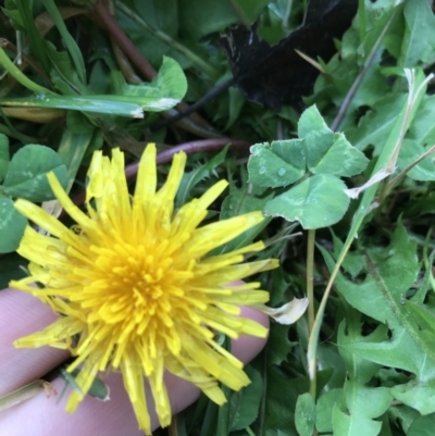 Taraxacum sp. (Dandelion) at Phillip, ACT - 5 May 2021 by Tapirlord