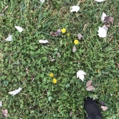 Taraxacum sp. at Phillip, ACT - 5 May 2021