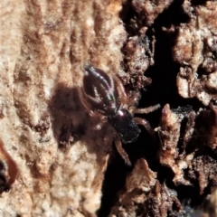 Holoplatys sp. (genus) (Unidentified Holoplatys jumping spider) at Aranda Bushland - 8 May 2021 by CathB