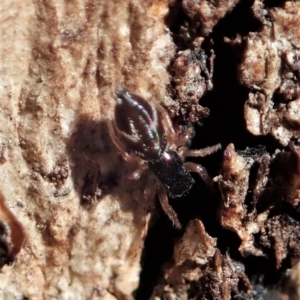 Holoplatys sp. (genus) at Aranda, ACT - 8 May 2021