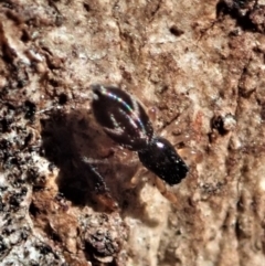 Holoplatys sp. (genus) at Aranda, ACT - 8 May 2021