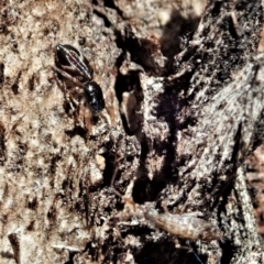 Holoplatys sp. (genus) at Aranda, ACT - 8 May 2021
