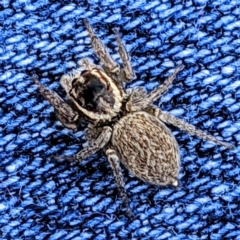 Maratus griseus (Jumping spider) at Lions Youth Haven - Westwood Farm A.C.T. - 10 May 2021 by HelenCross