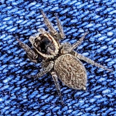Maratus griseus (Jumping spider) at Kambah, ACT - 10 May 2021 by HelenCross