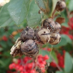 Celaenia excavata (Bird-dropping spider) at Cook, ACT - 6 May 2021 by CathB