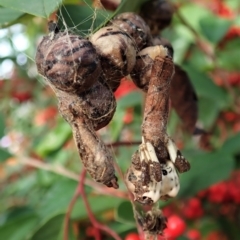 Celaenia excavata (Bird-dropping spider) at Cook, ACT - 8 May 2021 by CathB