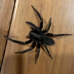 Badumna insignis (Black House Spider) at Murrumbateman, NSW - 10 May 2021 by SimoneC