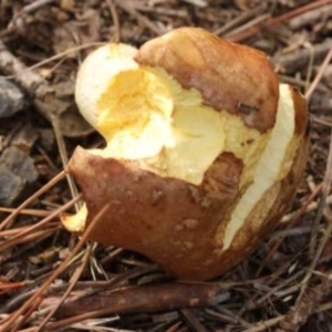 Suillus luteus at Isaacs, ACT - 10 Apr 2021 10:14 AM