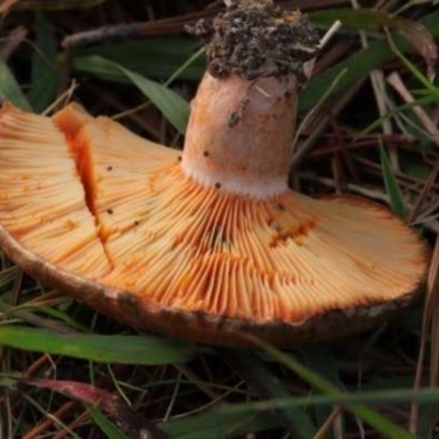 Lactarius deliciosus (Saffron Milkcap) at Isaacs, ACT - 10 Apr 2021 by CanberraFungiGroup