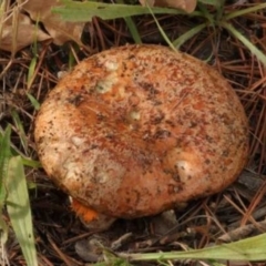 Lactarius deliciosus at Isaacs, ACT - 10 Apr 2021