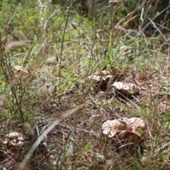 Lactarius deliciosus at Isaacs, ACT - 10 Apr 2021 11:36 AM