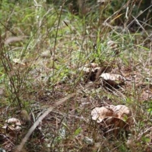 Lactarius deliciosus at Isaacs, ACT - 10 Apr 2021