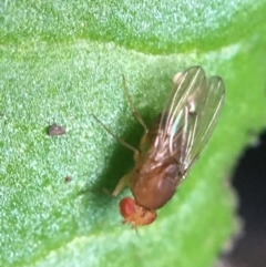 Drosophila sp. (genus) (Fruit Fly) at O'Connor, ACT - 10 May 2021 by NedJohnston