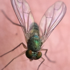 Austrosciapus sp. (genus) (Long-legged fly) at O'Connor, ACT - 10 May 2021 by Ned_Johnston