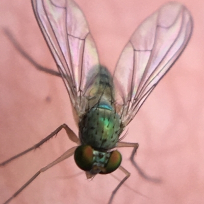 Austrosciapus sp. (genus) (Long-legged fly) at O'Connor, ACT - 10 May 2021 by NedJohnston