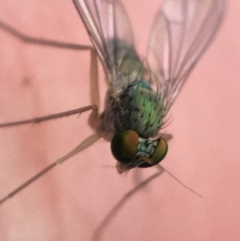 Austrosciapus sp. (genus) at O'Connor, ACT - 10 May 2021