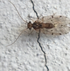 Psocodea 'Psocoptera' sp. (order) (Unidentified plant louse) at O'Connor, ACT - 10 May 2021 by NedJohnston