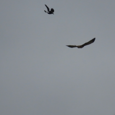 Hieraaetus morphnoides (Little Eagle) by roymcd