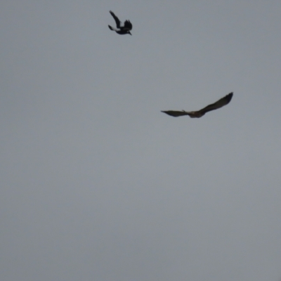 Hieraaetus morphnoides (Little Eagle) at Fyshwick, ACT - 4 May 2021 by roymcd