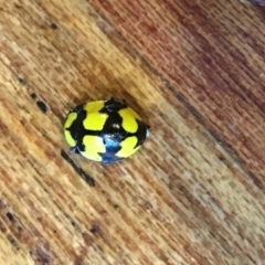 Illeis galbula (Fungus-eating Ladybird) at O'Connor, ACT - 10 May 2021 by NedJohnston