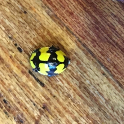 Illeis galbula (Fungus-eating Ladybird) at O'Connor, ACT - 9 May 2021 by Ned_Johnston