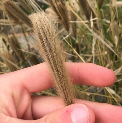 Chloris virgata (Feathertop Rhodes Grass) at Goulburn, NSW - 9 May 2021 by NedJohnston