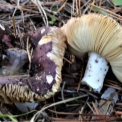 Russula 'purpureoflava group' at Isaacs, ACT - 10 Apr 2021 by CanberraFungiGroup