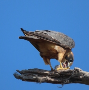 Falco longipennis at Garran, ACT - 30 Apr 2021