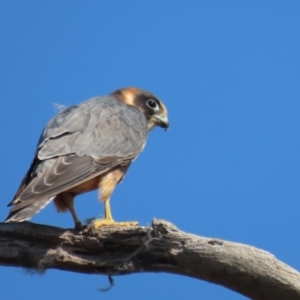 Falco longipennis at Garran, ACT - 30 Apr 2021