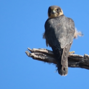 Falco longipennis at Garran, ACT - 30 Apr 2021 01:24 PM