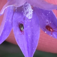 Unidentified Mite and Tick (Acarina) at Goulburn, NSW - 9 May 2021 by Ned_Johnston