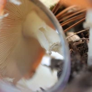 Amanita muscaria at Isaacs, ACT - 10 Apr 2021