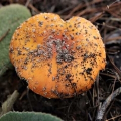 Amanita muscaria at Isaacs, ACT - 10 Apr 2021 11:18 AM