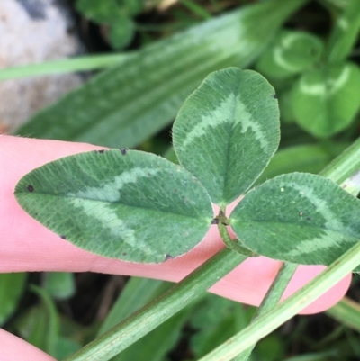 Trifolium fragiferum (Strawberry Clover) at Goulburn, NSW - 9 May 2021 by NedJohnston