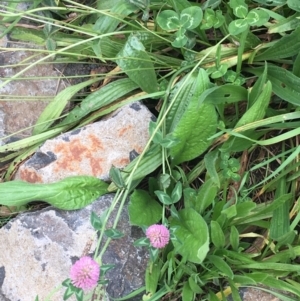 Trifolium fragiferum at Goulburn, NSW - 9 May 2021