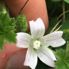 Malva neglecta (Dwarf Mallow) at Goulburn, NSW - 9 May 2021 by NedJohnston