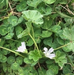 Malva neglecta at Goulburn, NSW - 9 May 2021