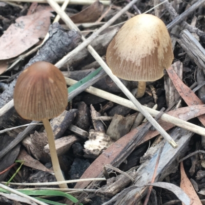 Unidentified Cap on a stem; gills below cap [mushrooms or mushroom-like] at Goulburn Wetlands - 9 May 2021 by NedJohnston