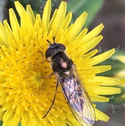 Melangyna viridiceps (Hover fly) at Marsden Weir Park Riverside Park - 9 May 2021 by NedJohnston