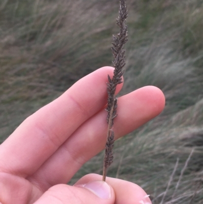 Sporobolus sp. (A Rat's Tail Grass) at Goulburn, NSW - 9 May 2021 by Ned_Johnston