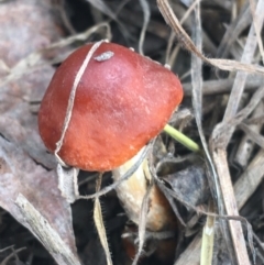 Leratiomcyes ceres (Red Woodchip Fungus) at Goulburn Wetlands - 9 May 2021 by NedJohnston