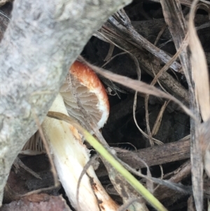 Leratiomyces ceres at Goulburn, NSW - 9 May 2021